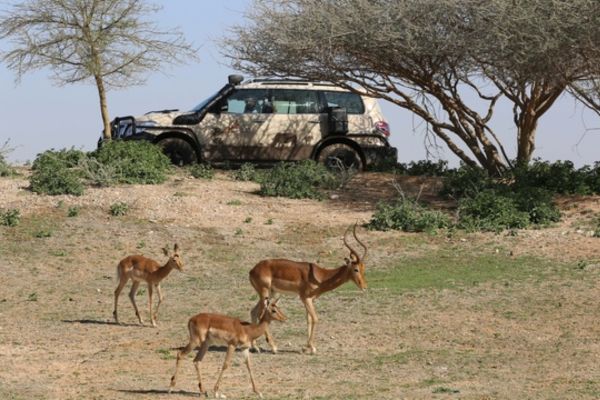 Wildlife Adventure with your Al Ain Zoo